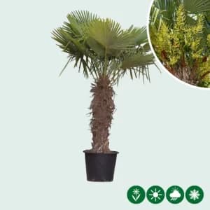 Chinese waaierpalm