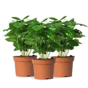 Robusta-koffie plant